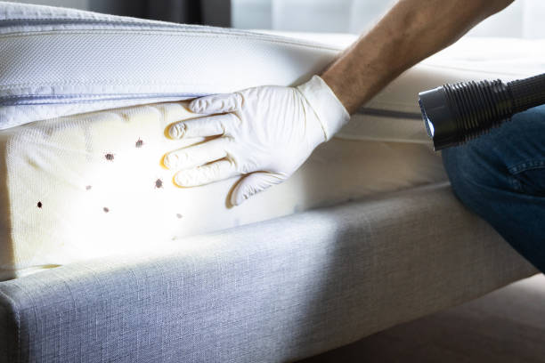 Best Mosquito Control Services  in Lubeck, WV