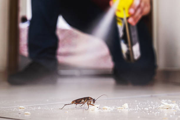 Best Pest Control Near Me  in Lubeck, WV