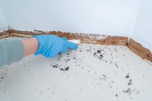 Best Pest Control Near Me in Lubeck, WV