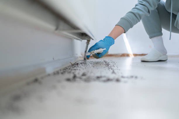 Best Local Pest Control Services  in Lubeck, WV