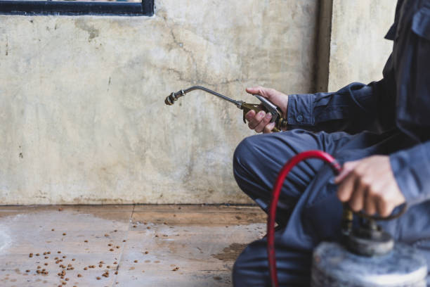 Best Flea Control Services  in Lubeck, WV